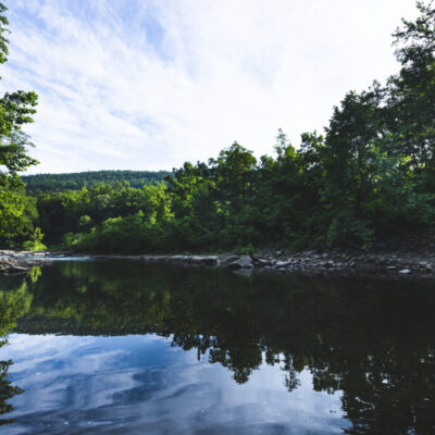 aloe vera barbadensis miller bio Aloe barbadensis miller