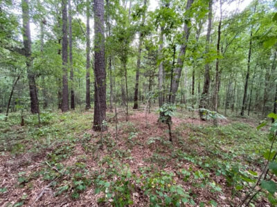 194 Acre Recreational & Timber Investment Tract