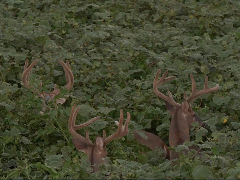 Mississippi River Island Hunting Property