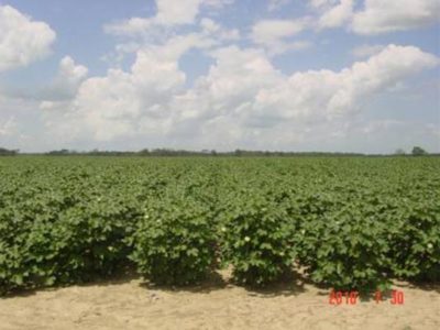 1,641 Acre Irrigated Cotton Farm