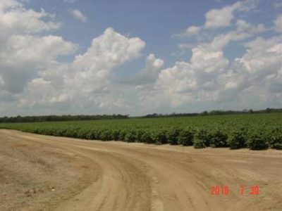2,350 Acre Cotton & Grain Farm