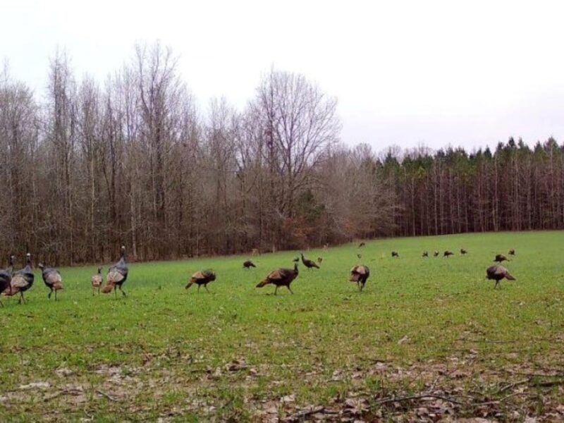 Tallahatchie County, MS – 292 +/- acre Turn-Key Sportsman’s Retreat – Deer, Turkey, and Timber.