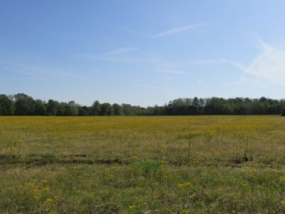 Beautiful 65 +/- Acre Farm on Hwy 57 Only 15 Minutes From Collierville