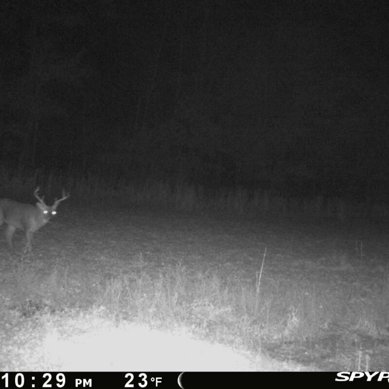 Fully Developed Waterfowl Property in Haywood County, TN 248