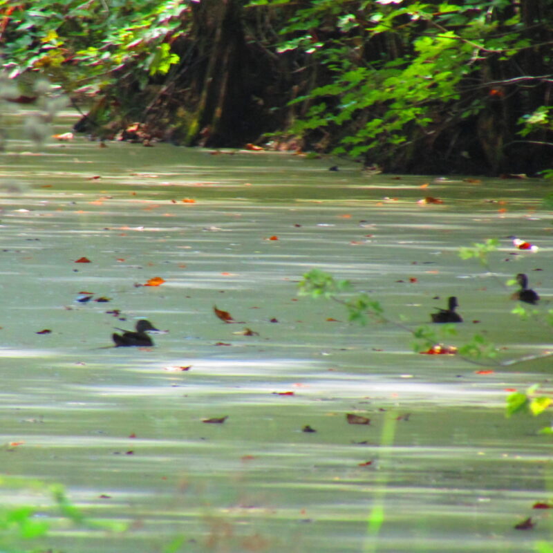 Fully Developed Waterfowl Property in Haywood County, TN 248