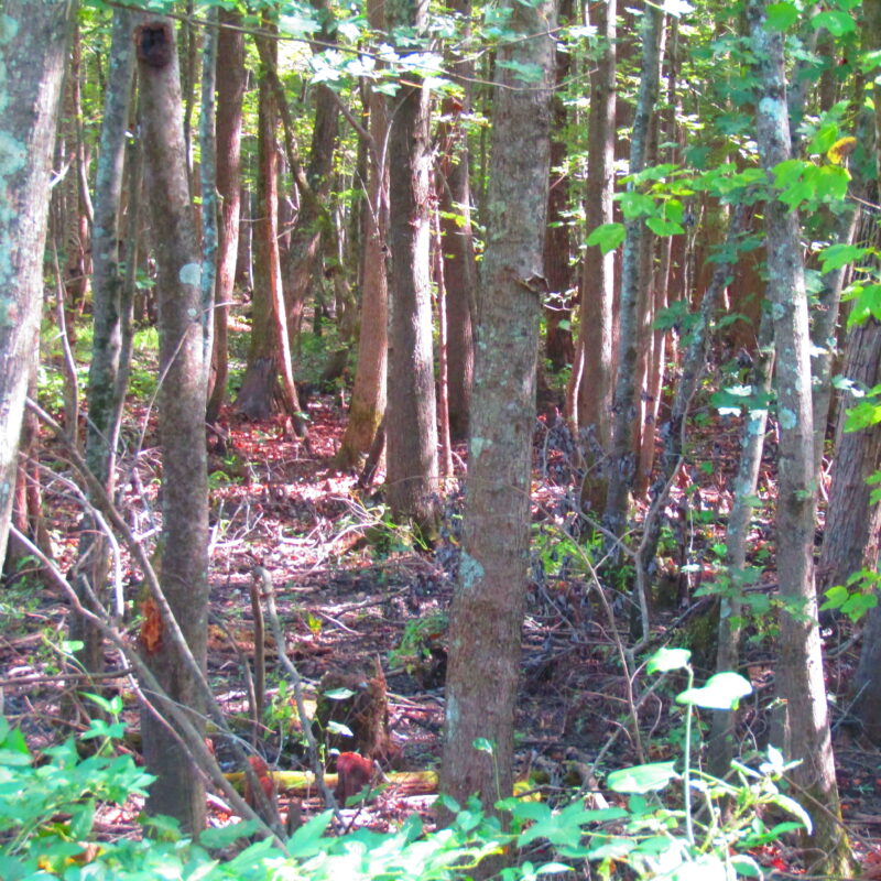 Fully Developed Waterfowl Property in Haywood County, TN 248