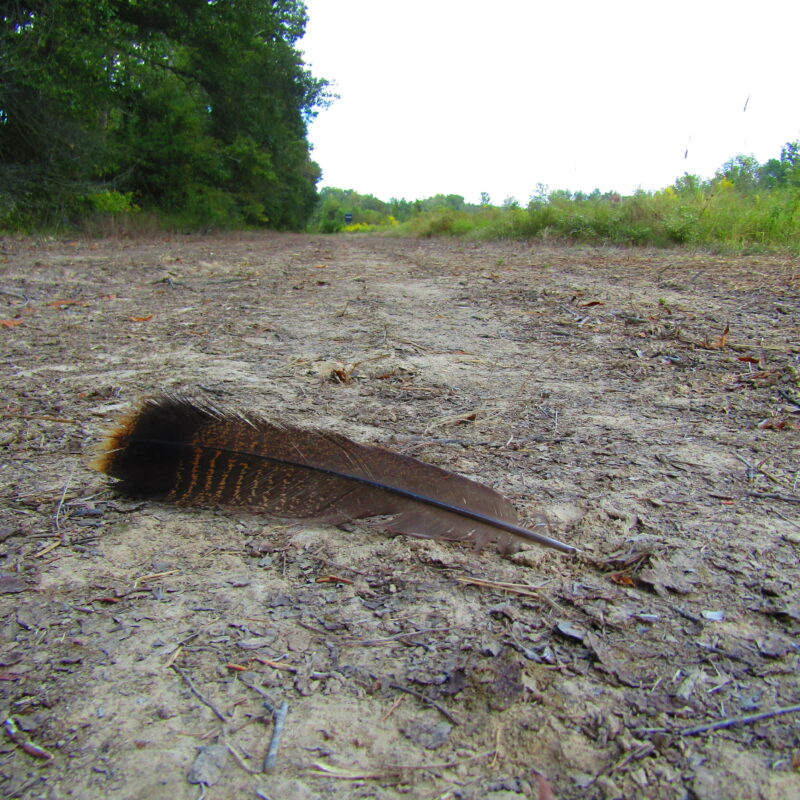 Fully Developed Waterfowl Property in Haywood County, TN 248