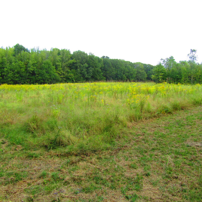 Fully Developed Waterfowl Property in Haywood County, TN 248