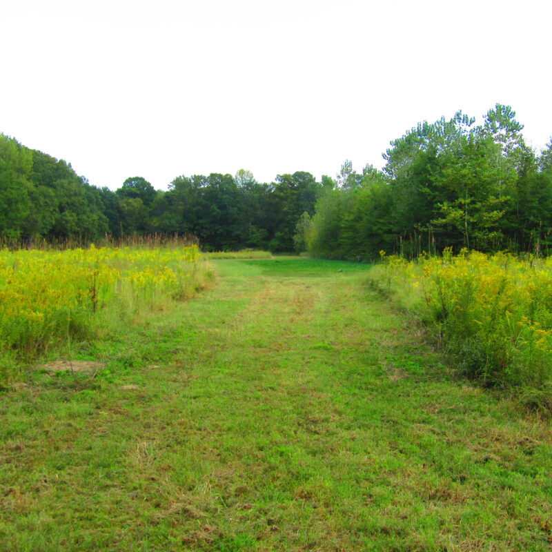 Fully Developed Waterfowl Property in Haywood County, TN 248