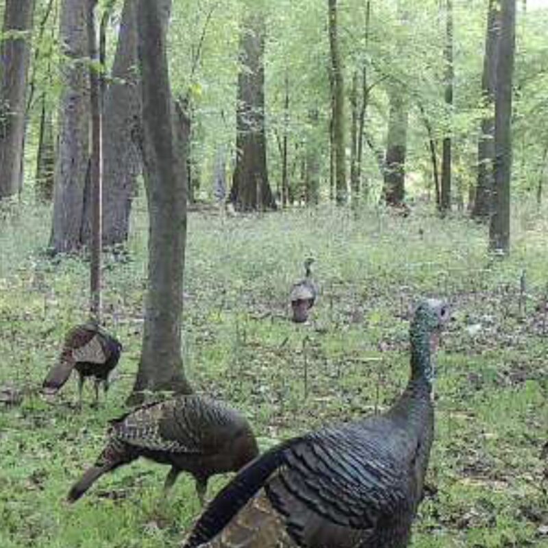 Membership Share at Wolf River 3 Lakes in Memphis, TN Flooded Green
