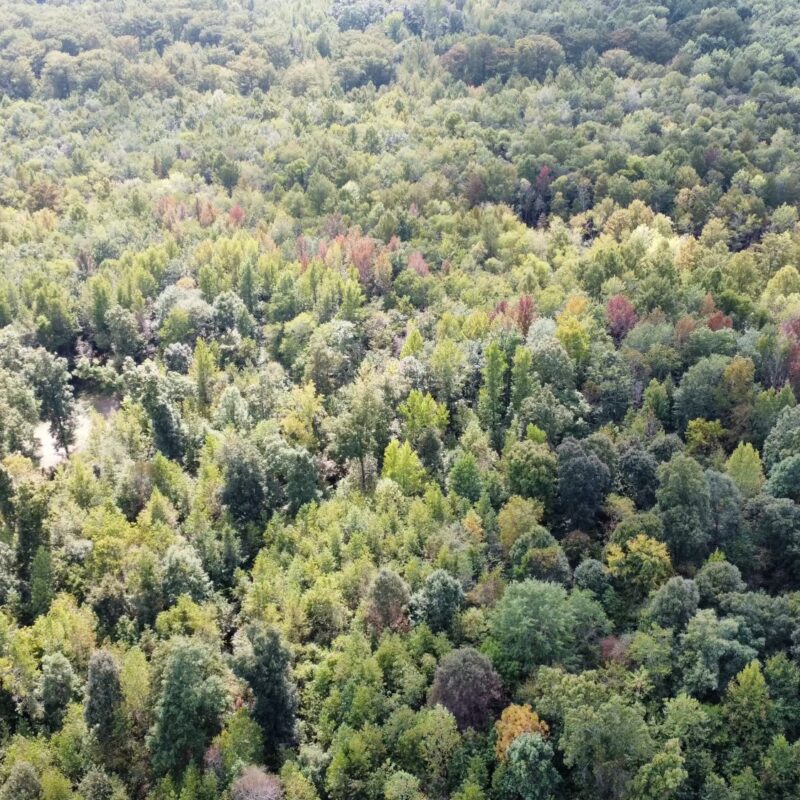 Fully Developed Waterfowl Property in Haywood County, TN 248