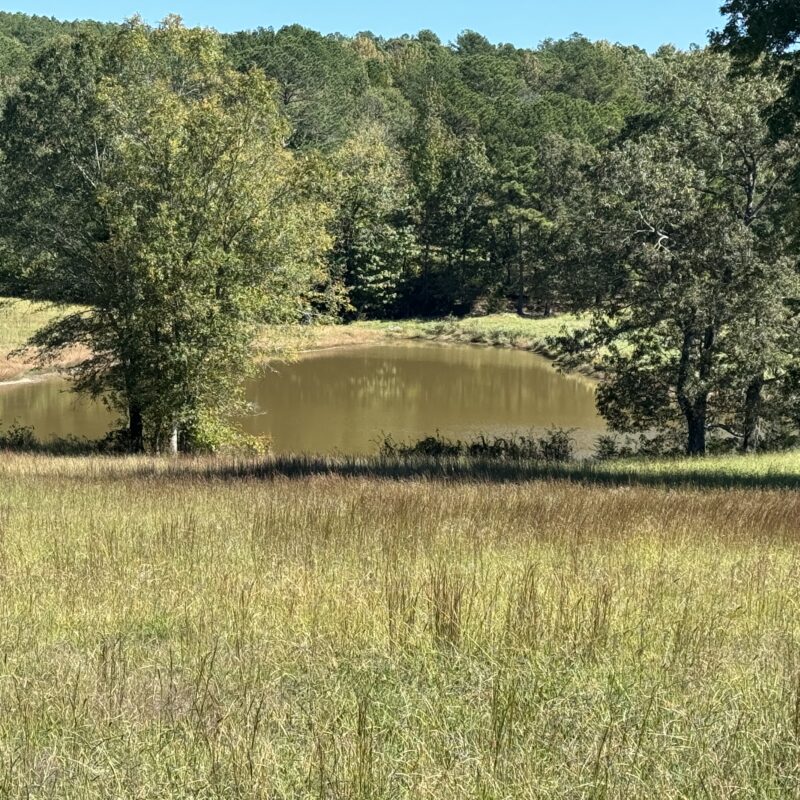 Oxford Hills 130 +/ Acres of Beautiful Rolling Pasture and Woods 4