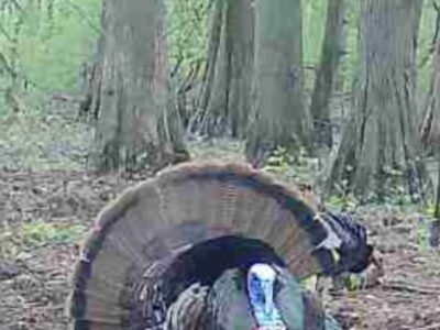 The Loosahatchie Woods – 175 +/- Acres with Flooded Green Timber Waterfowl Hunting on the Loosahatchie River in Shelby County, TN