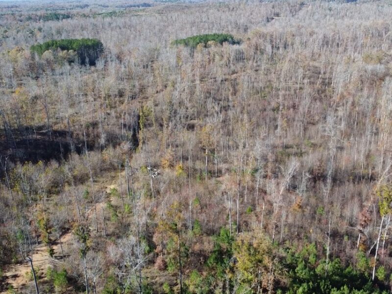 Affordable 77 +/- Acre Hunting and Recreational Property with Future Timber Potential in Decatur County, TN