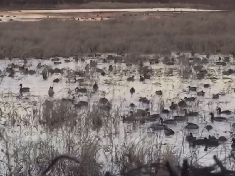 Beartail Farms – Famous Duck Hunting Property with 12 Bedroom Lodge in Coldwater, MS