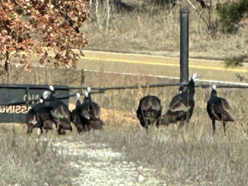 Sain Road Lakes – 425 +/- Acre Sportsman’s Retreat with 42 Ponds Near Bolivar, TN